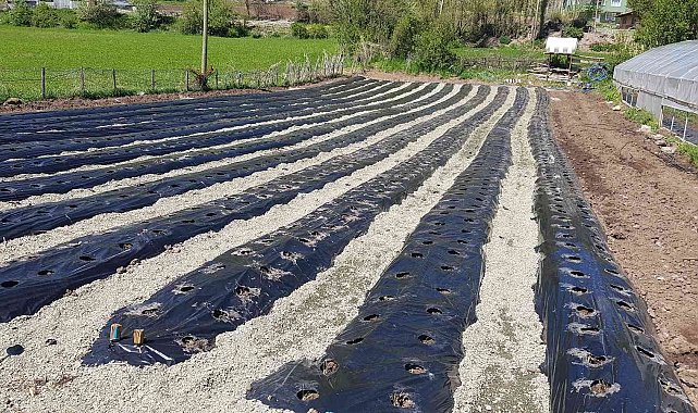 Giresun'un Alucra ilçesinde organik çilek üretimi yaygınlaşıyor