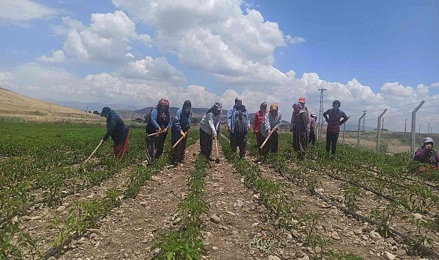 Gönüllülerden tarlada çalışan kadınlara pasta ikramı