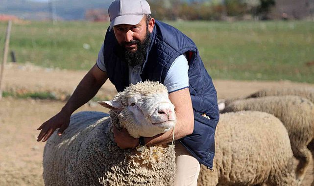 Gümüşhane'de 'Ile de France' ırkı koyunlar üreticinin yüzünü güldürüyor