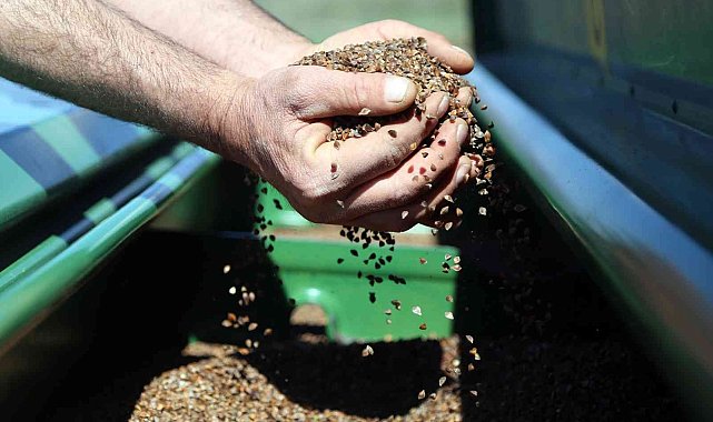 Gümüşhane'de karabuğday çiftçilerin umudu oldu