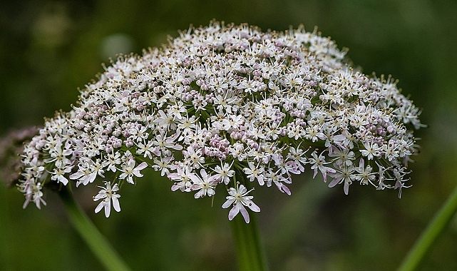 Güneş yanığı sandılar ama gerçek bambaşka çıktı! 