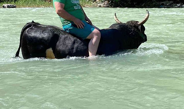 Güreşlere hazırladığı 600 kilogramlık boğasını Çoruh nehrinde yıkıyor
