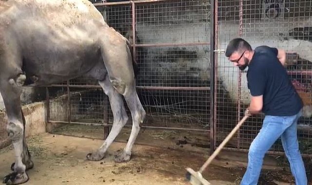Güreşleri biten develerin zorlu bakımı başladı