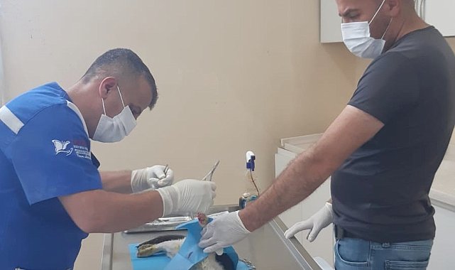 Hakkari'de kediye amputasyon ameliyatı