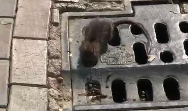 Hamamyolu caddesinde fare krizi