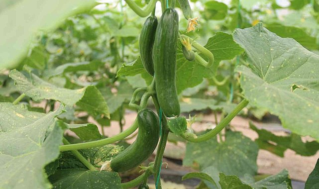 Hasadı başlayan salatalıkta fiyat ters yönde