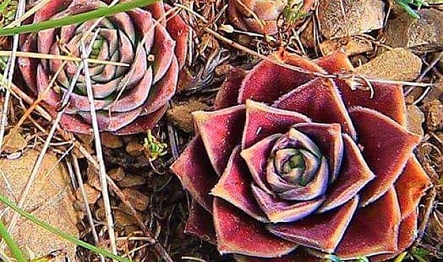 Hasret çiçeğinin şaşırtan hikayesi