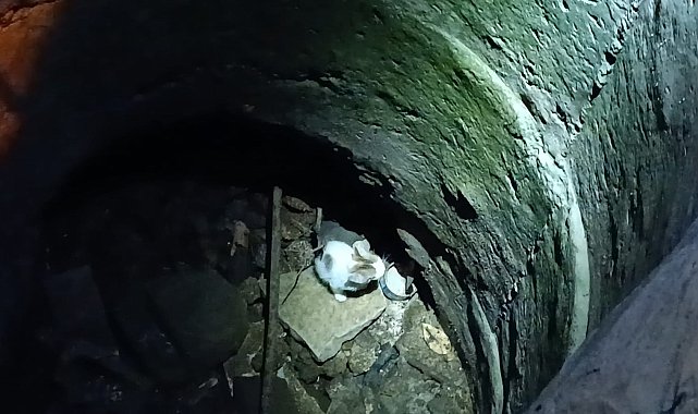 Hatay'da kuyuya düşen yavru kediyi itfaiye kurtardı