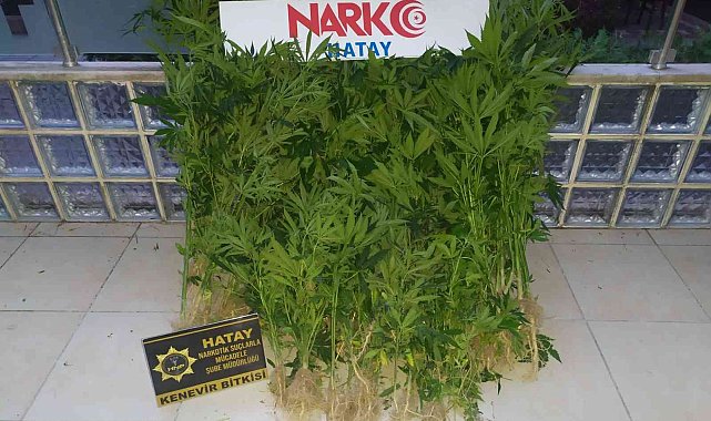 Hatay&#039;da uyuşturucu operasyonu