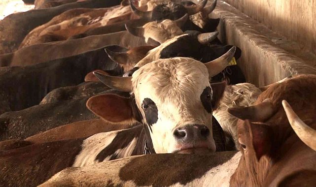 Hayvan üreticisinden kurbanlık alacak vatandaşlara uyarı: "Vatandaşlar ellerini çabuk tutsunlar"