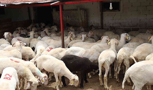 Her bütçeye en uygunu küçükbaş havan