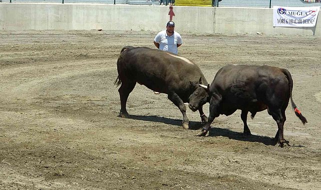 Hızını alamayan kızgın boğa sahibini öldürüyordu
