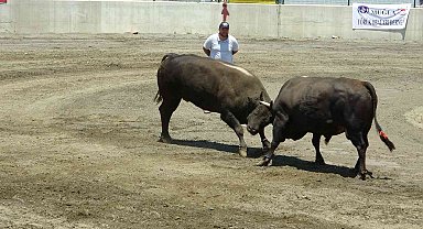 Hızını alamayan kızgın boğa sahibini öldürüyordu