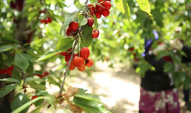 Honazlı kirazcılar, Başkan Kepenek'in seçim vaadini yerine geçirmesini bekliyor