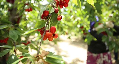 Honazlı kirazcılar, Başkan Kepenek'in seçim vaadini yerine geçirmesini bekliyor