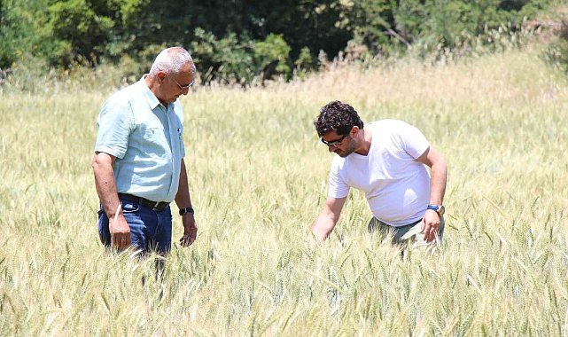 İbradı'da dağıtılan ata tohumları hasada hazır