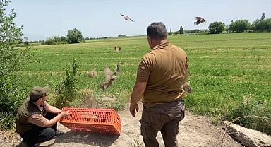 Iğdır'da doğaya 175 adet kınalı keklik bırakıldı