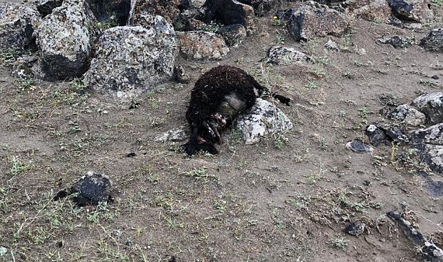 Iğdır&#039;da kurtlar 17 koyunu telef etti
