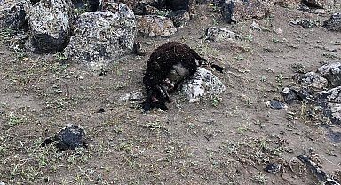 Iğdır'da kurtlar 17 koyunu telef etti