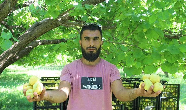 Iğdır&#039;da sarı altın hasadı başladı, yıllık ürün beklentisi 40 bin ton üzerinde