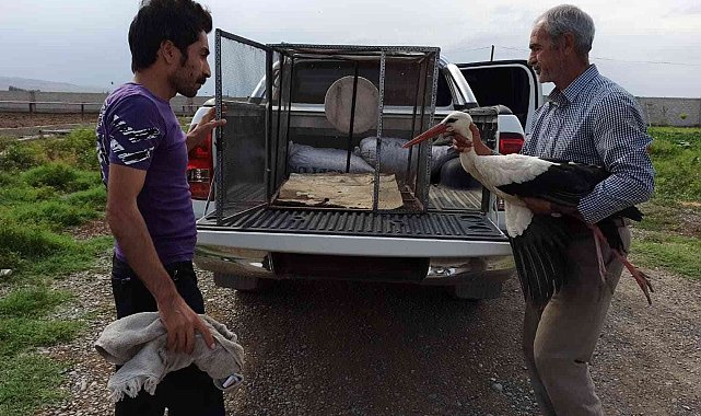 Iğdır&#039;da yaralı leylek tedavi altına alındı