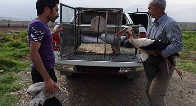 Iğdır'da yaralı leylek tedavi altına alındı