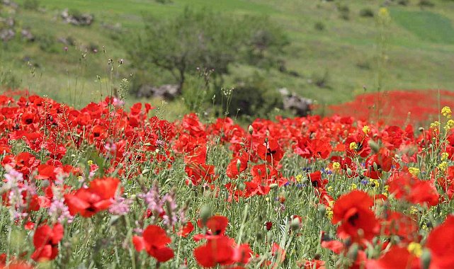 Iğdır'ın yüksek kesimlerinde bahar güzelliği