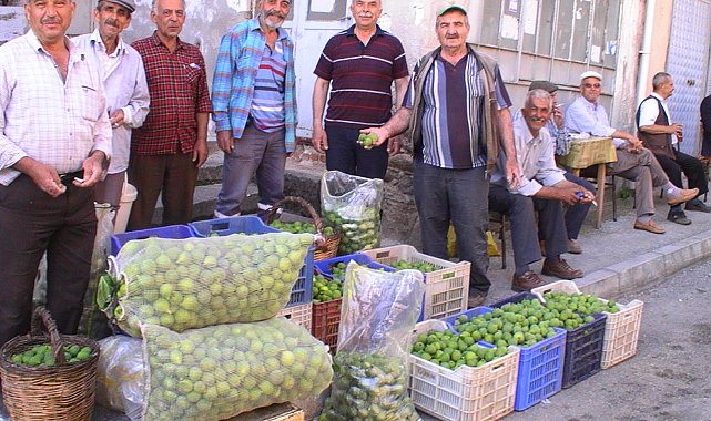 İlek sezonu başladı, kilosu 15 TL'ye alıcı buluyor