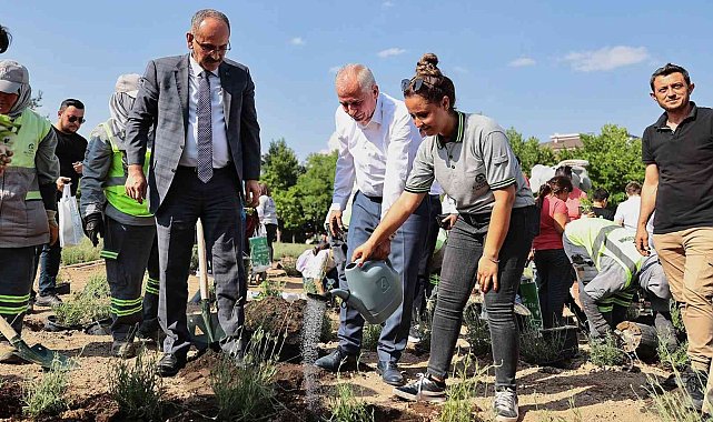İncilipınar Parkı lavantalarla donatıldı