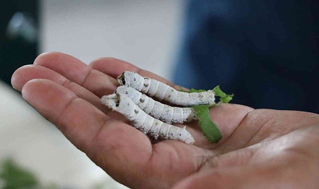 İpek Böceği Besleme Evi'nde çalışmalar devam ediyor