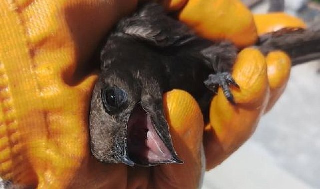 İplere takılan kuşu vatandaşlar kurtardı