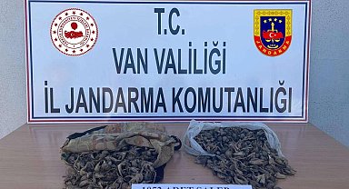 İzinsiz salep soğanı toplayana para cezası