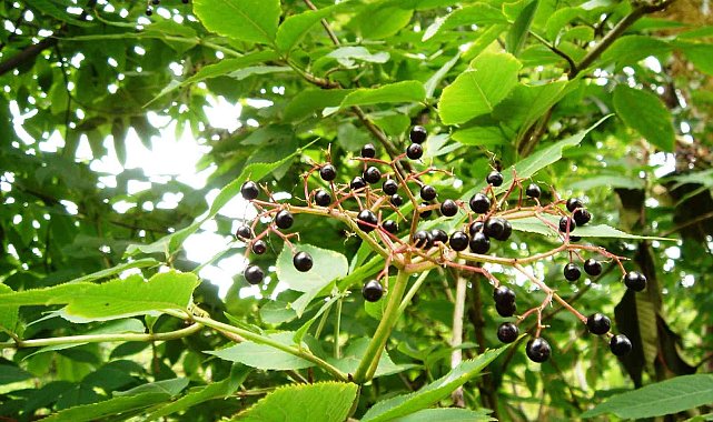 İzmir tarımında bir ilk: Kara mürver doğal gübre ile büyüyecek
