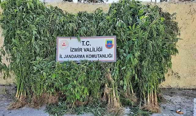 İzmir'de jandarmadan kenevir operasyonu: 2 tutuklama