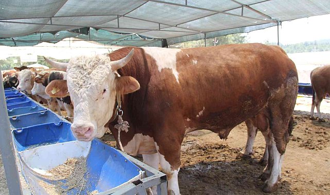 İzmir'de kurban pazarı hareketliliği başladı