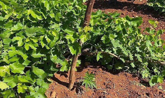 Jandarma ekipleri üzüm bağında kenevir ele geçirdi