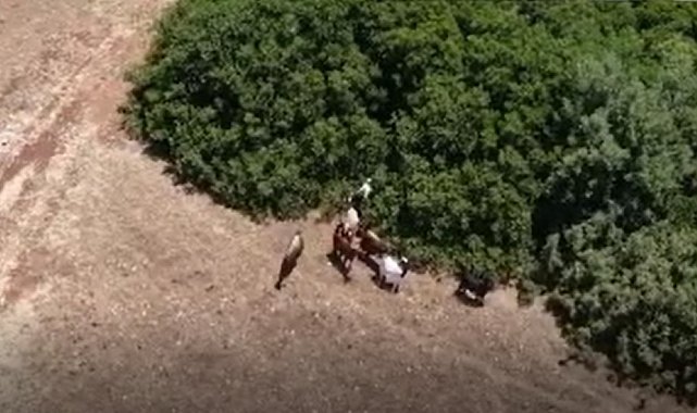 Jandarma kayıp keçileri dronle buldu