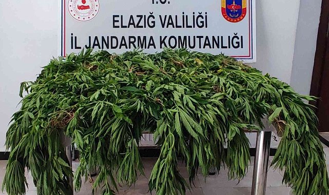 Jandarmadan kenevir tarlasına dronlu operasyon: 1 gözaltı