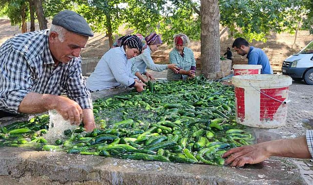 Kahramanmaraş salatalığı sofralardaki yerini aldı