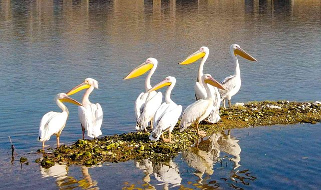 Kahramanmaraş&#039;ta pelikanların göç yolculuğu