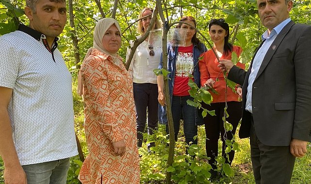 Kahverengi Kokarca mücadelesi için tuzaklar kuruldu