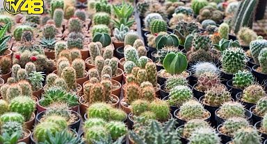 Kaktüs Deyip Geçmeyin