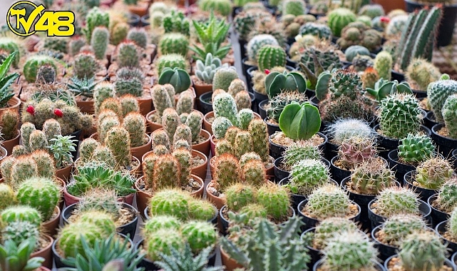 Kaktüs Deyip Geçmeyin