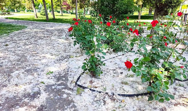 Kanlıkavak Parkı'nda ilginç polen örtüsü
