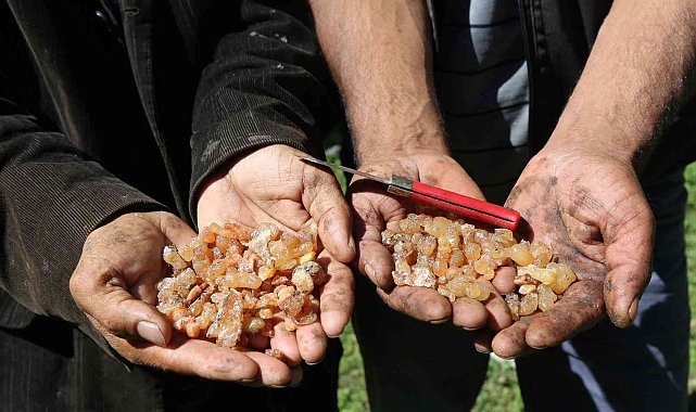 Kanser hastası eşinin tedavisi için sakız toplayıp satıyor