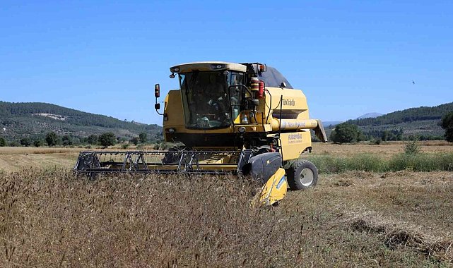 Karakılçık Buğdayları üreticiye ve ihtiyaç sahiplerine dağıtılacak