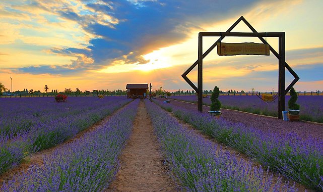 Karatay Lavanta Bahçesi 2 Temmuz&#039;da kapılarını açıyor