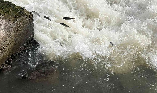 Kars'ta balıkların 'ölüm göçü' sürüyor