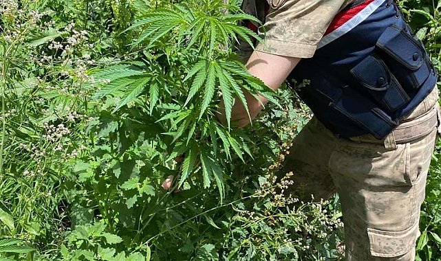 Kars'ta jandarmadan kenevir operasyonu