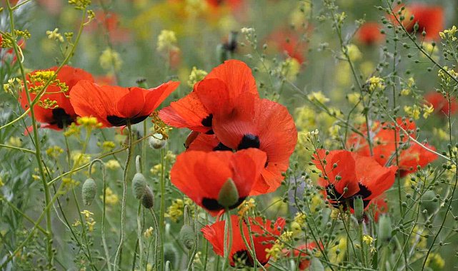 Kars'ta renk cümbüşü yaşanıyor